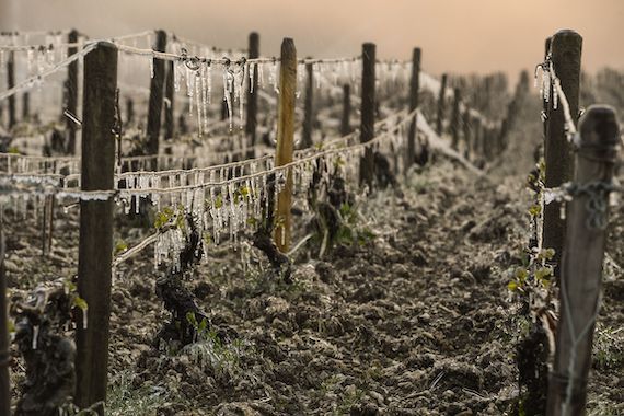 Un vignoble gelé