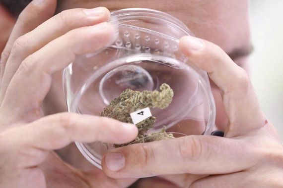 Un chercheur qui examine du cannabis.