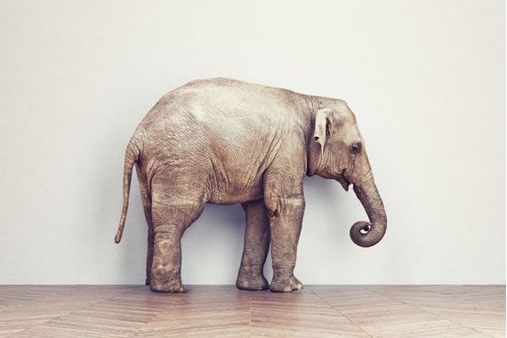 Un éléphant