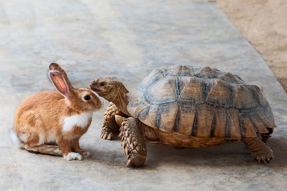 Un lièvre et une tortue