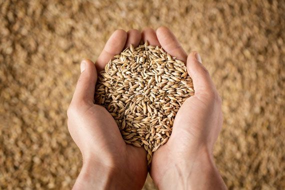 Une personne tient des grains de blé dans ses mains.