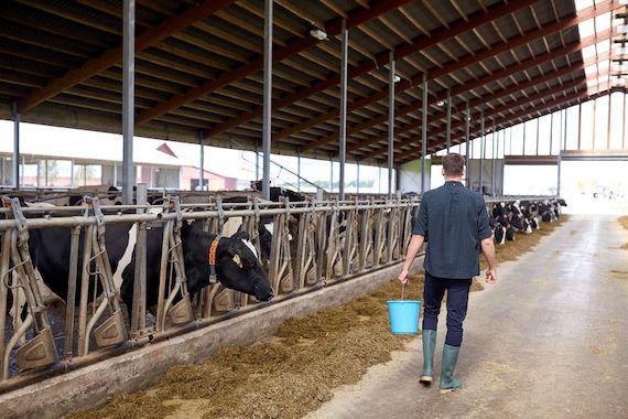 Un homme qui travaille à la ferme