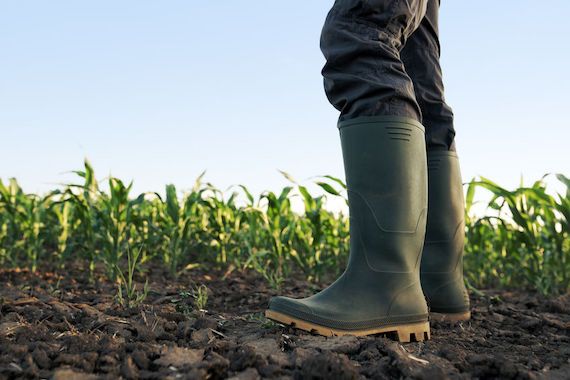 Un cultivateur dans un champ