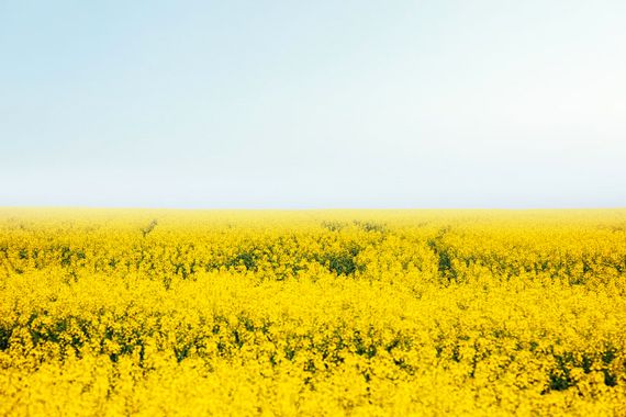 Un champ de canola en fleur