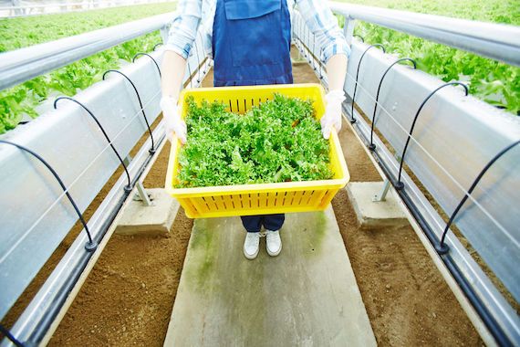 Une personne tient des salades dans un panier.