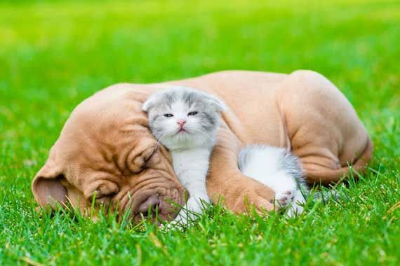 Un chien qui fait un câlin à un chaton.