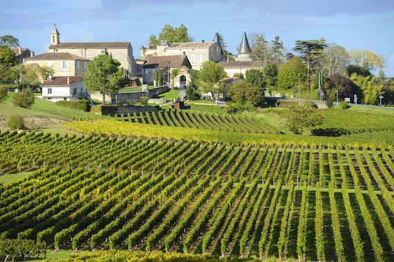 Un champ de vignes