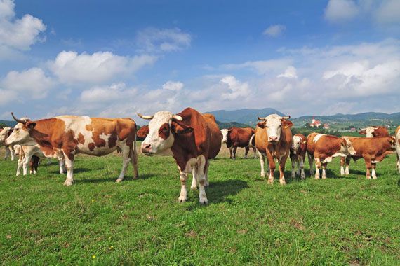 Des vaches dans un champ.