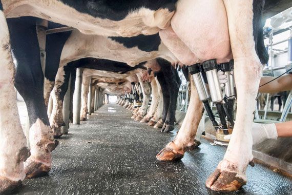 Une ferme laitière