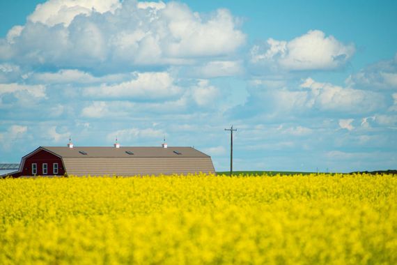 Un champ de canola